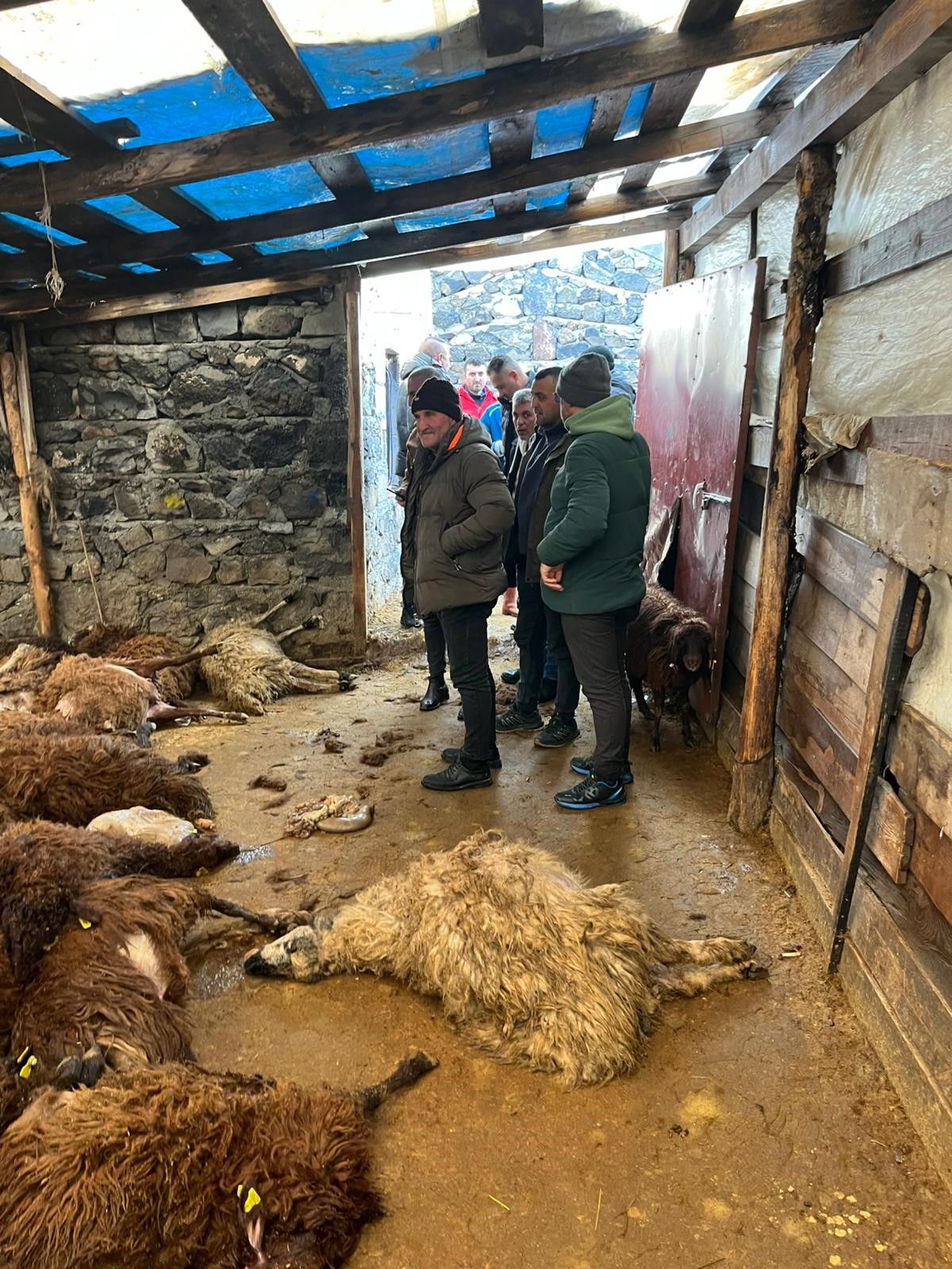 Kars’ta Kurt Dehşeti! Aç Kurtlar 130 Koyunu Telef Etti (1)