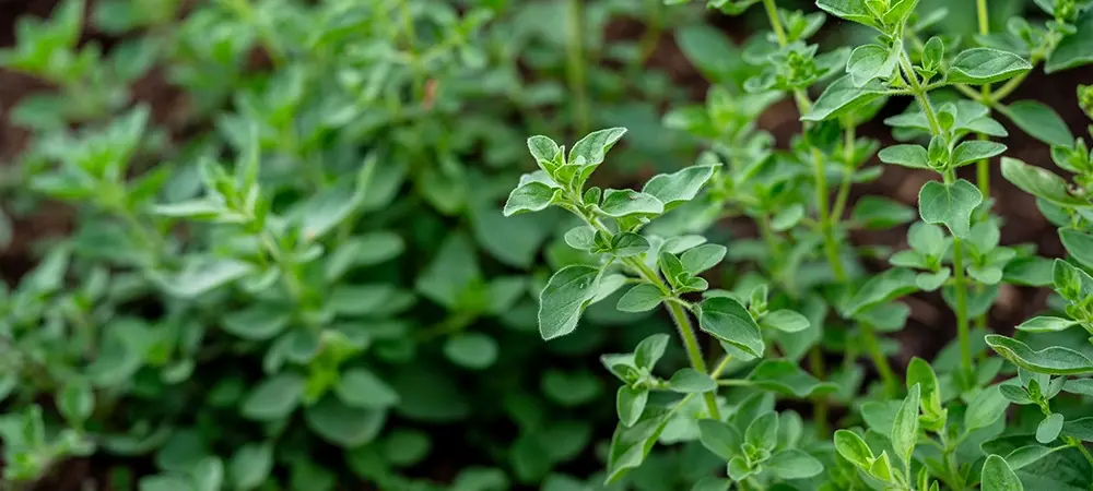 Mercankosk 23 43128 Web Image B