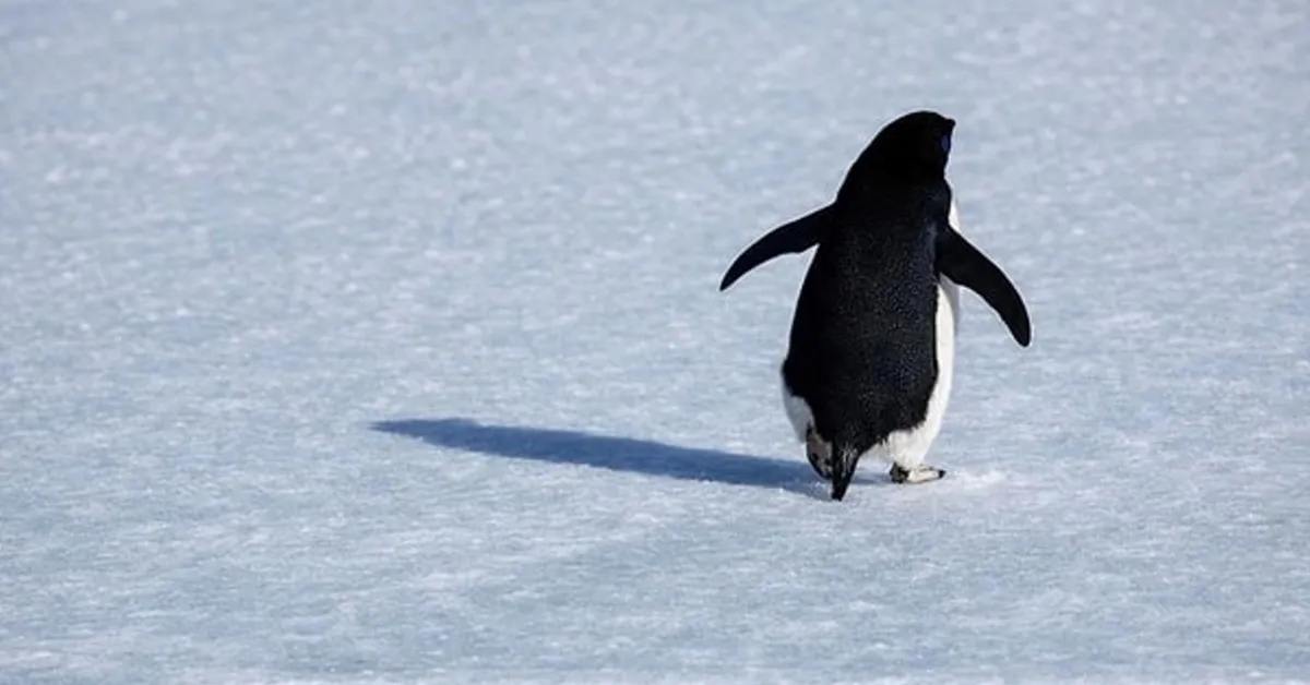 Nihilist Penguen Sosyal Medyada Küresel Fenomen Haline Geldi! Tek Başına Yürüyen Penguen Olayı Nedir (2)