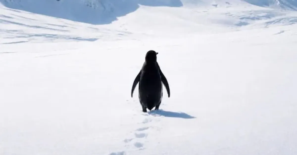 Nihilist Penguen Sosyal Medyada Küresel Fenomen Haline Geldi! Tek Başına Yürüyen Penguen Olayı Nedir (4)