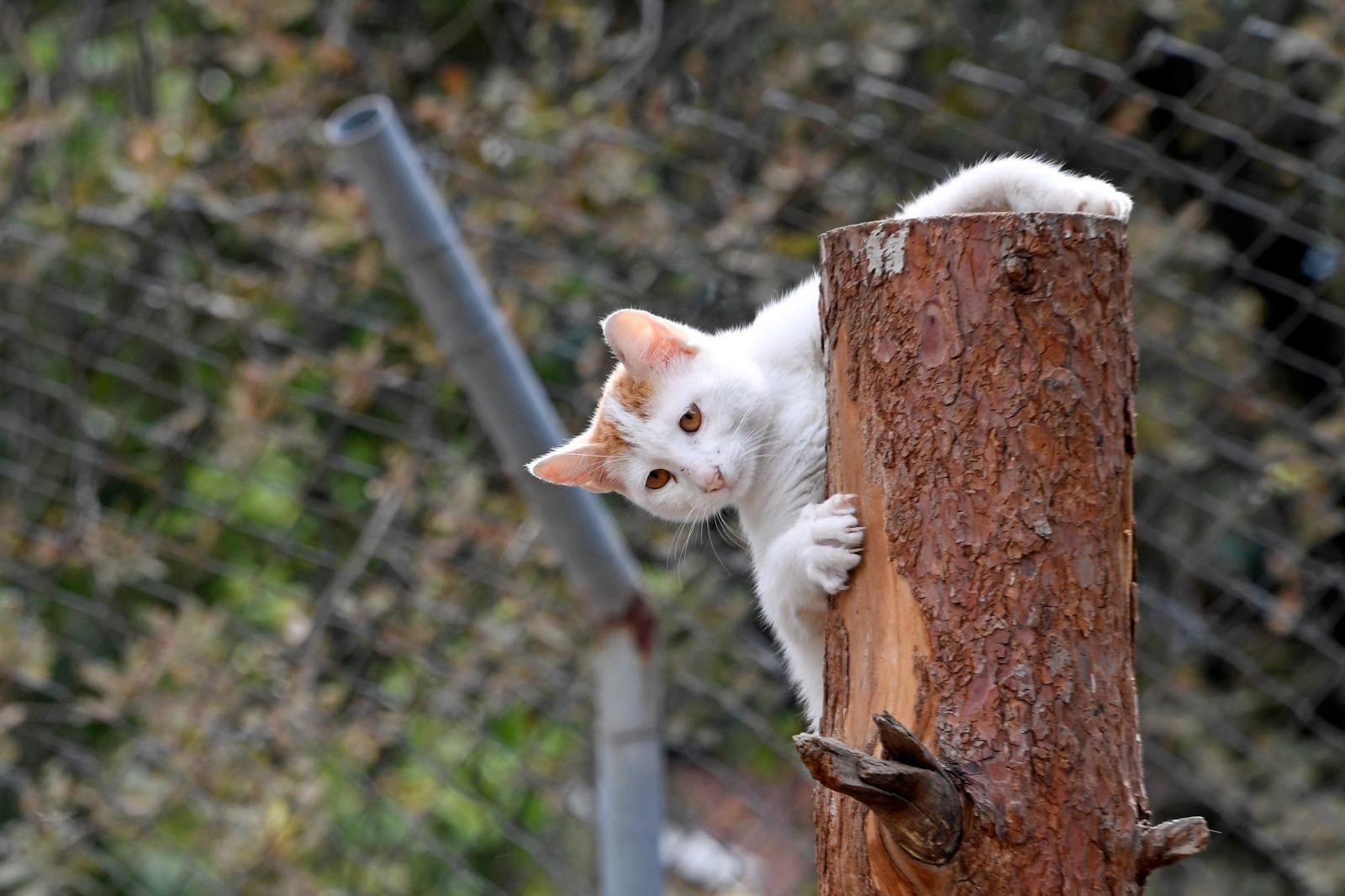 Osmangazi Belediyesi Can Dostların Umudu Oluyor (5)
