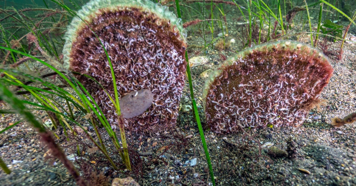Prof. Dr. Sarı'dan Belediye Başkanlarına Keşif Dalışı Daveti (3)