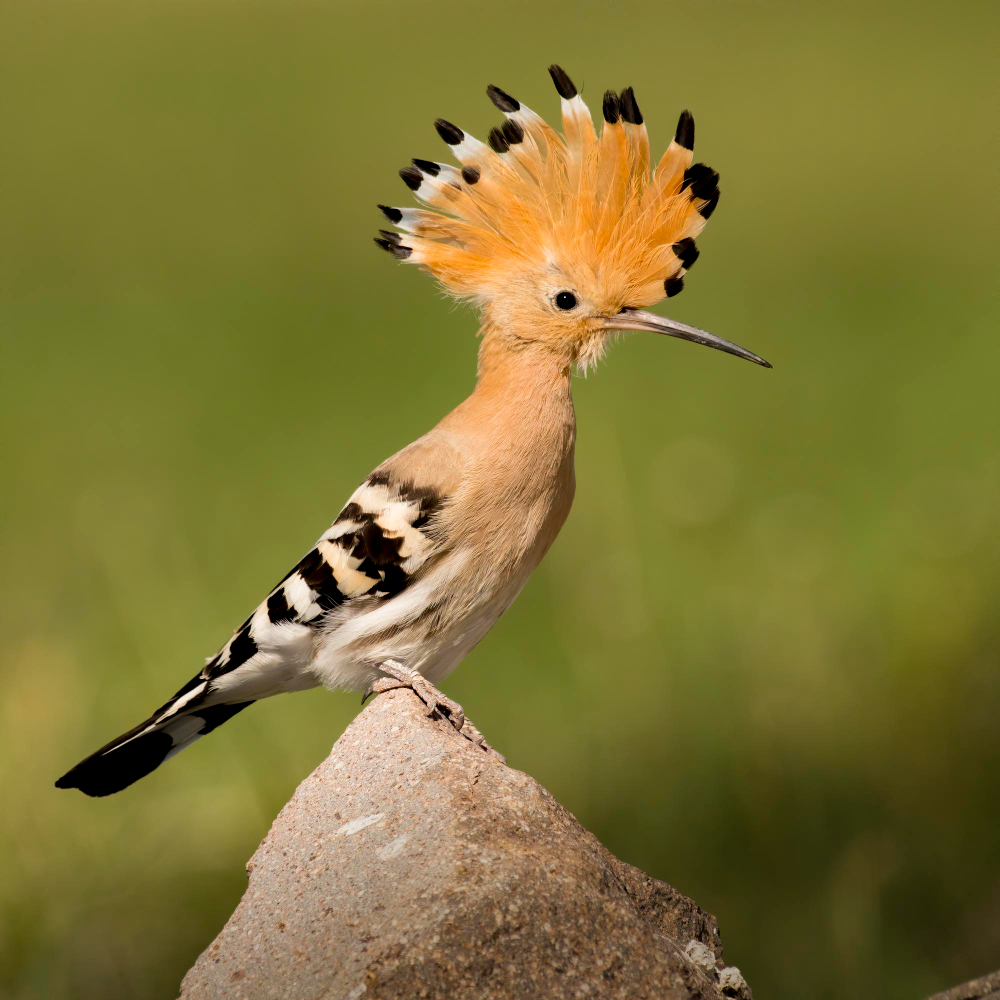 Rüyada Hüdhüd Kuşu Görmek Dini Rüya Tabiri Gençgazete (7)