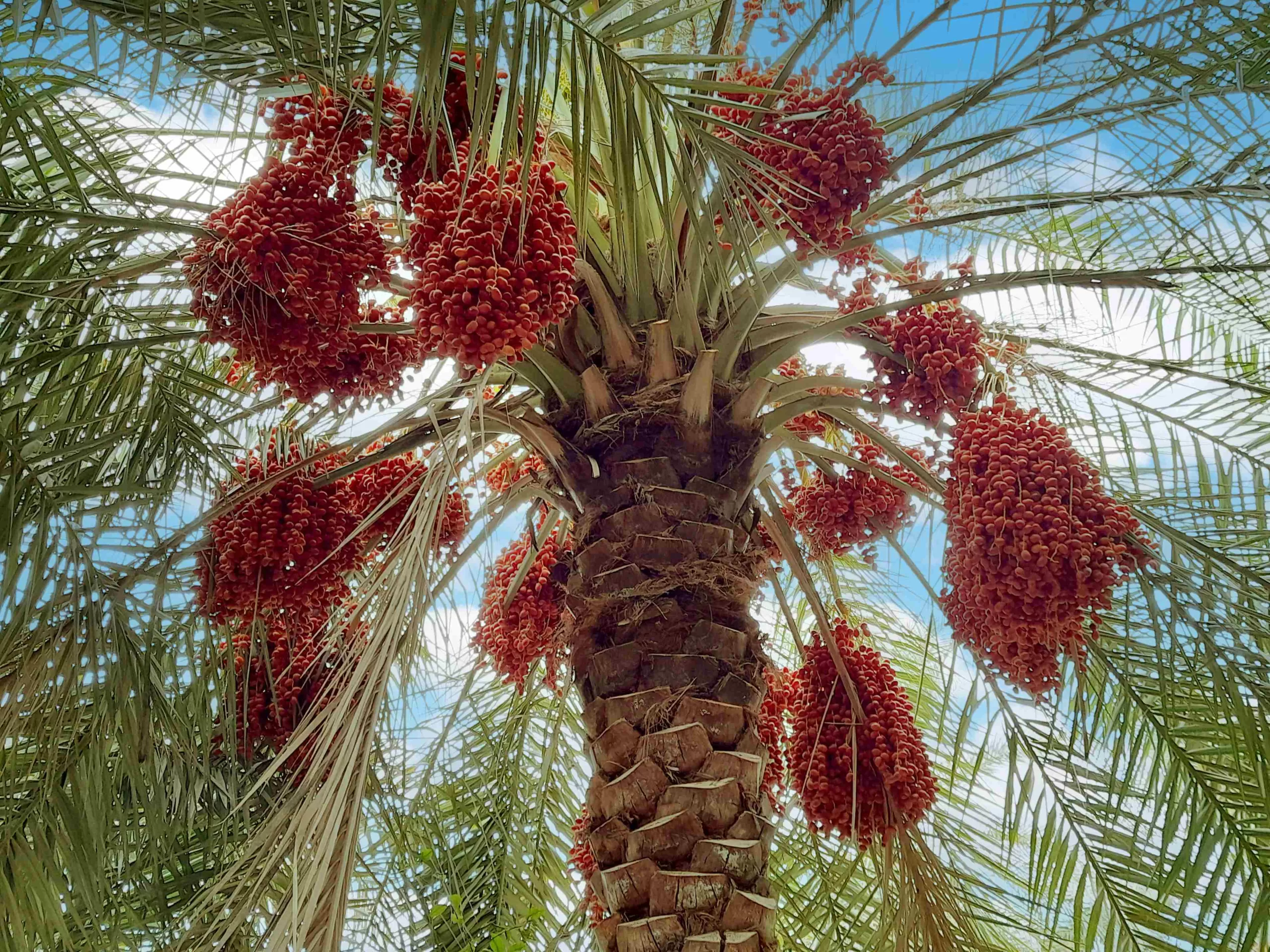 Rüyada Hurma Görmek Gençgazete (1)-2