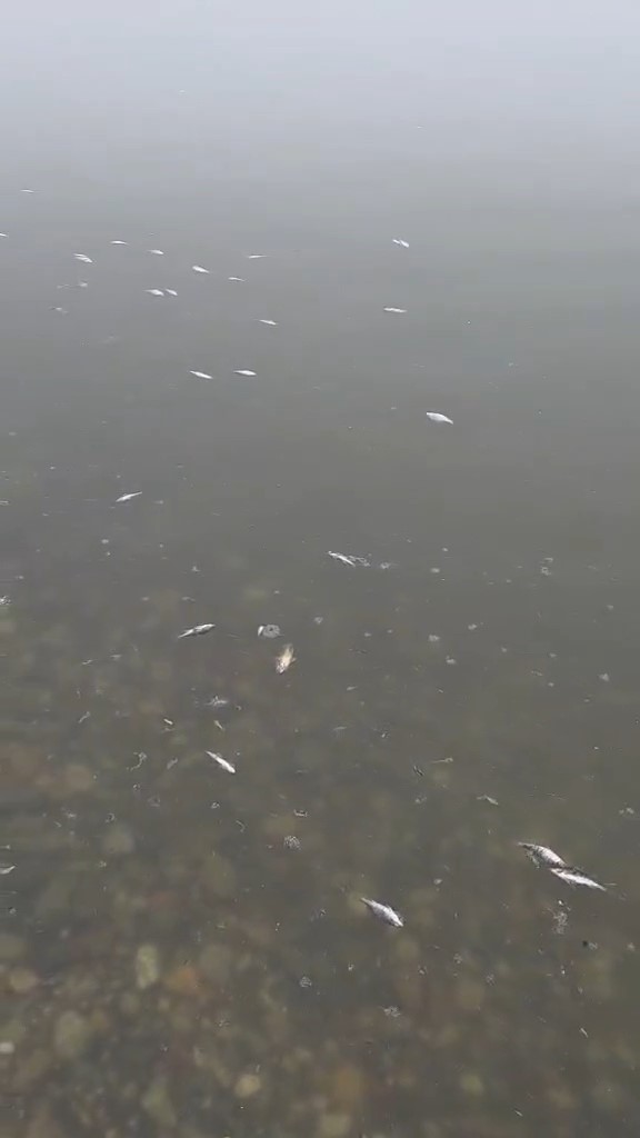 Tekirdağ Malkara’da Barajda Balık Ölümleri Tedirgin Etti (1)