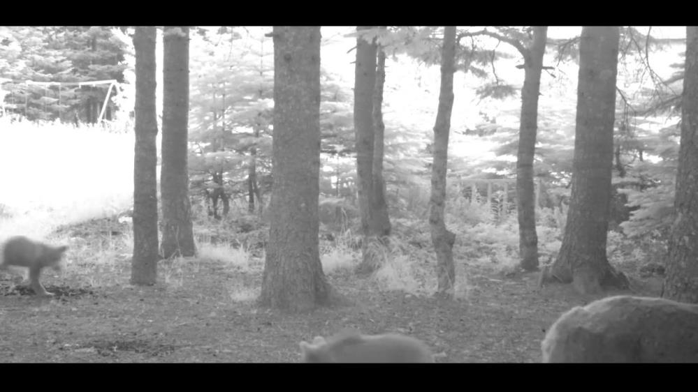 Uludağ’da Gülümseten Anlar! Yavru Bozayı Kamerada (3)