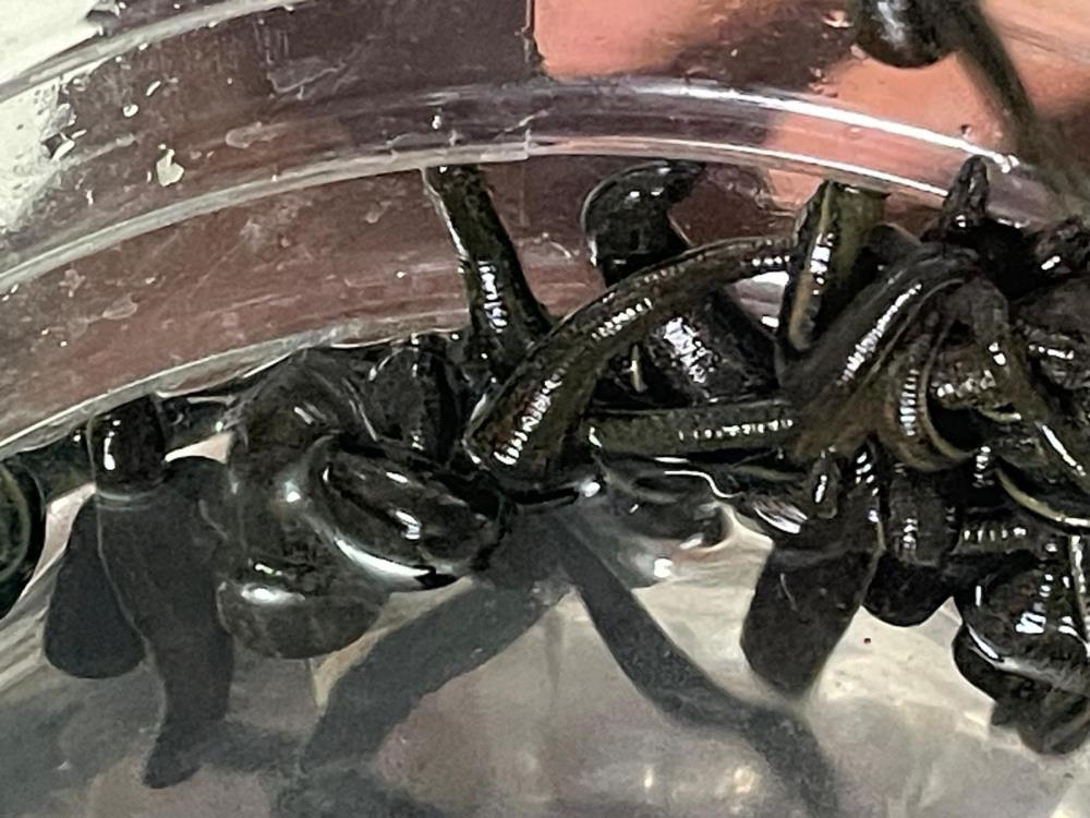 Bursa'da Birçok Hastalığa Şifa Oluyorlar! Özellikle Cilt Güzelliği Sülükte.. (1)