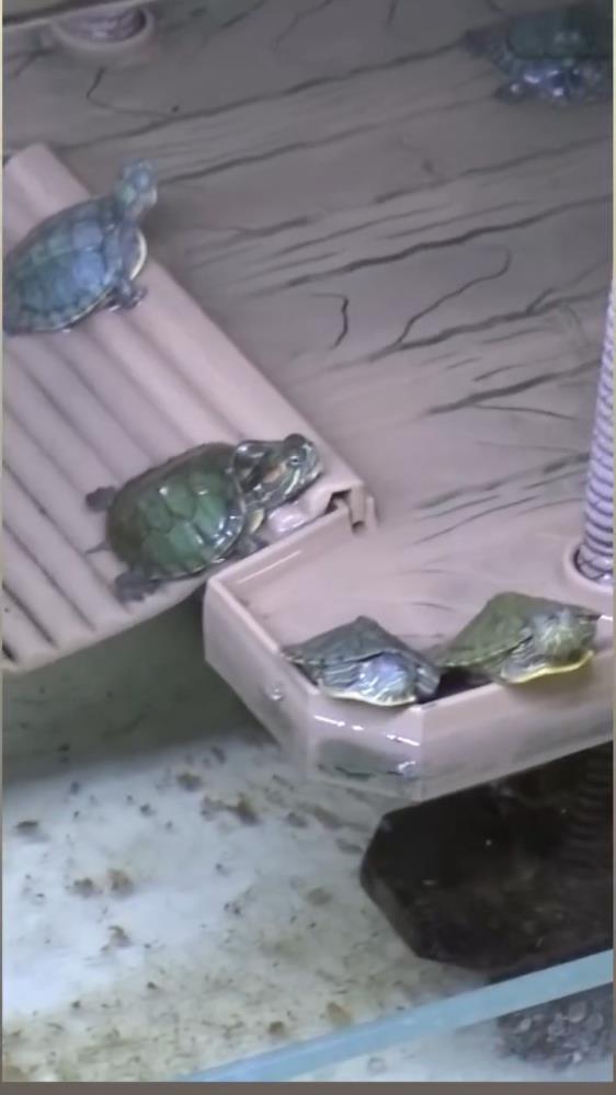 Bursa'da Kaplumbağa Operasyonu (2)