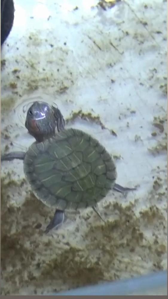 Bursa'da Kaplumbağa Operasyonu (3)