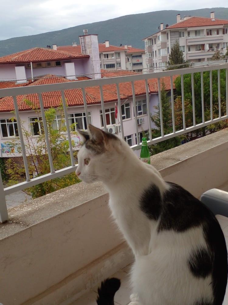 Bursa'da Kaybolan Kedisini Bulana 10 Bin Lira Para Ödülü Verecek! (2)