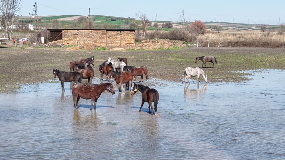 Bursa'da Yarış Atları Da Su Altında! (2)