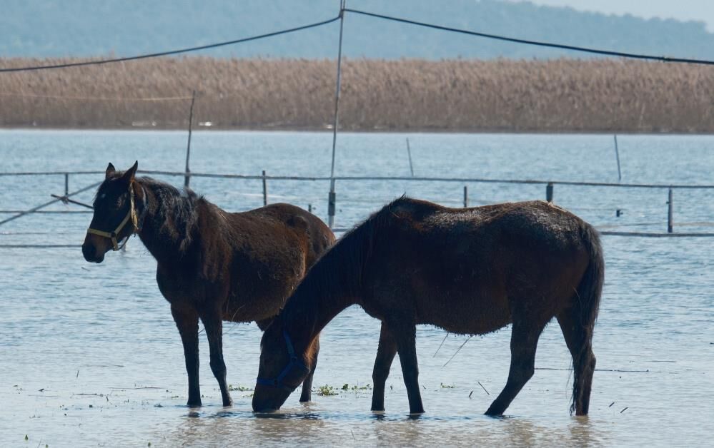 Bursa'da Yarış Atları Da Su Altında! (3)