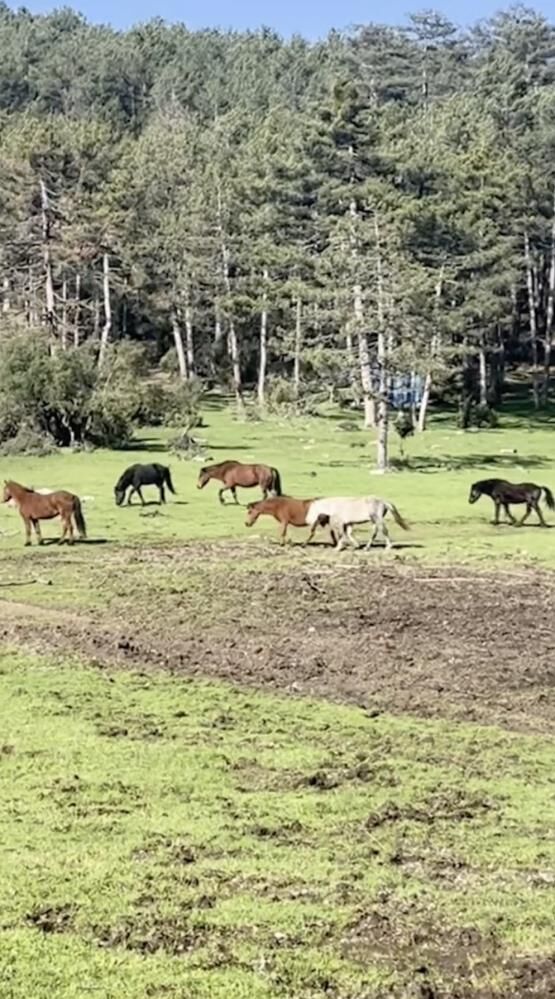 Bursa’da Yılkı Atlarının Özgürlük Gezisine Çıktı! (1)