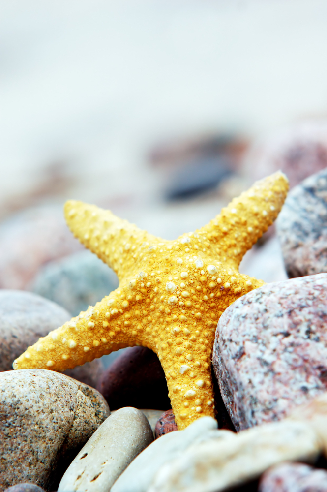 Deniz Yıldızının Öyküsü Gençgazete (16)