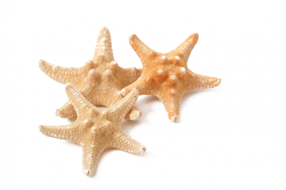 Deniz Yıldızının Öyküsü Gençgazete (4)