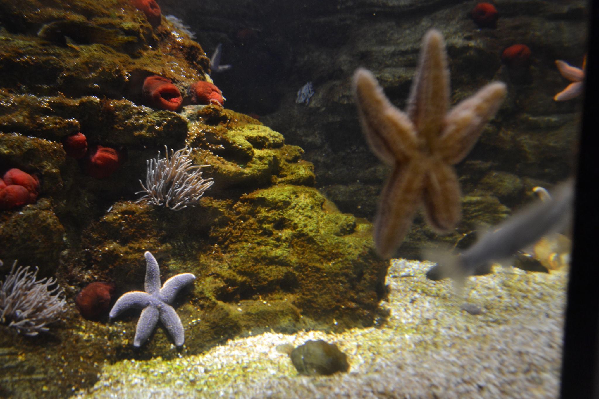 Deniz Yıldızları Gençgazete (1)