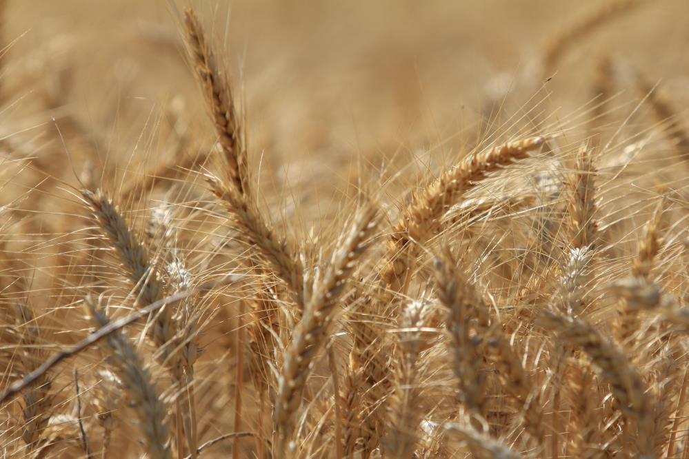 Dünya Tahıl Üretiminde Rekor Artış Bekleniyor! (1)