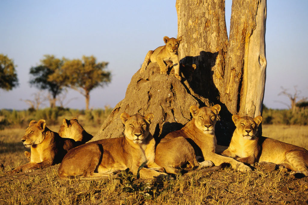 En Çalışkan Ve En Tembel Hayvanlar Gençgazete (1)