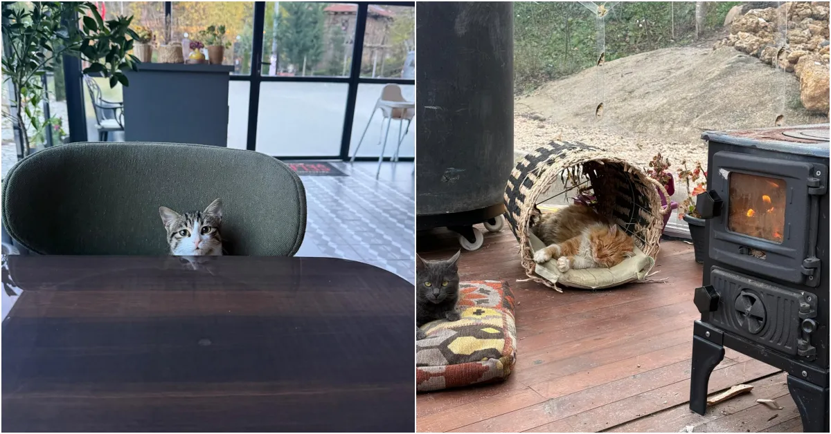 İnegöl’de Evini Kedilere Sıcak Yuvaya Dönüştürdü