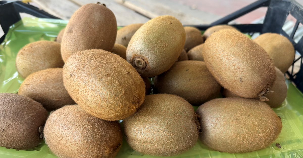 İznik Kivisi Boyutuyla Gündem Oldu (3)