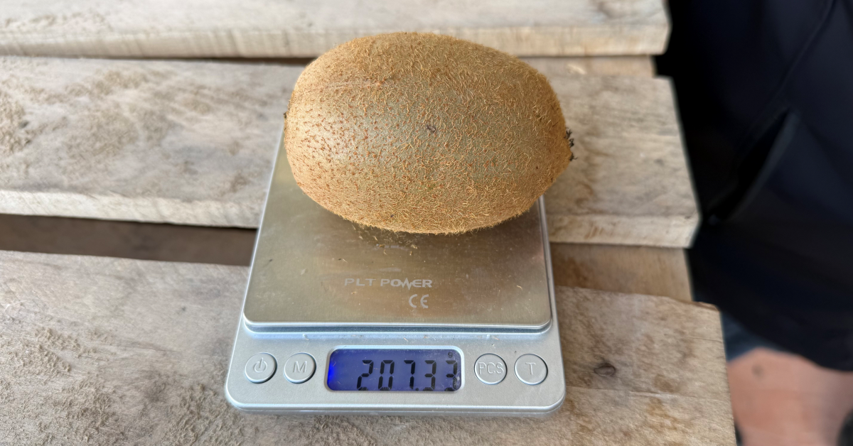 İznik Kivisi Boyutuyla Gündem Oldu (4)