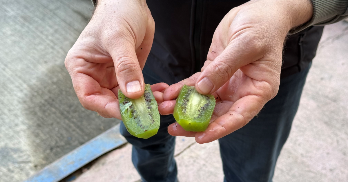 İznik Kivisi Boyutuyla Gündem Oldu (5)