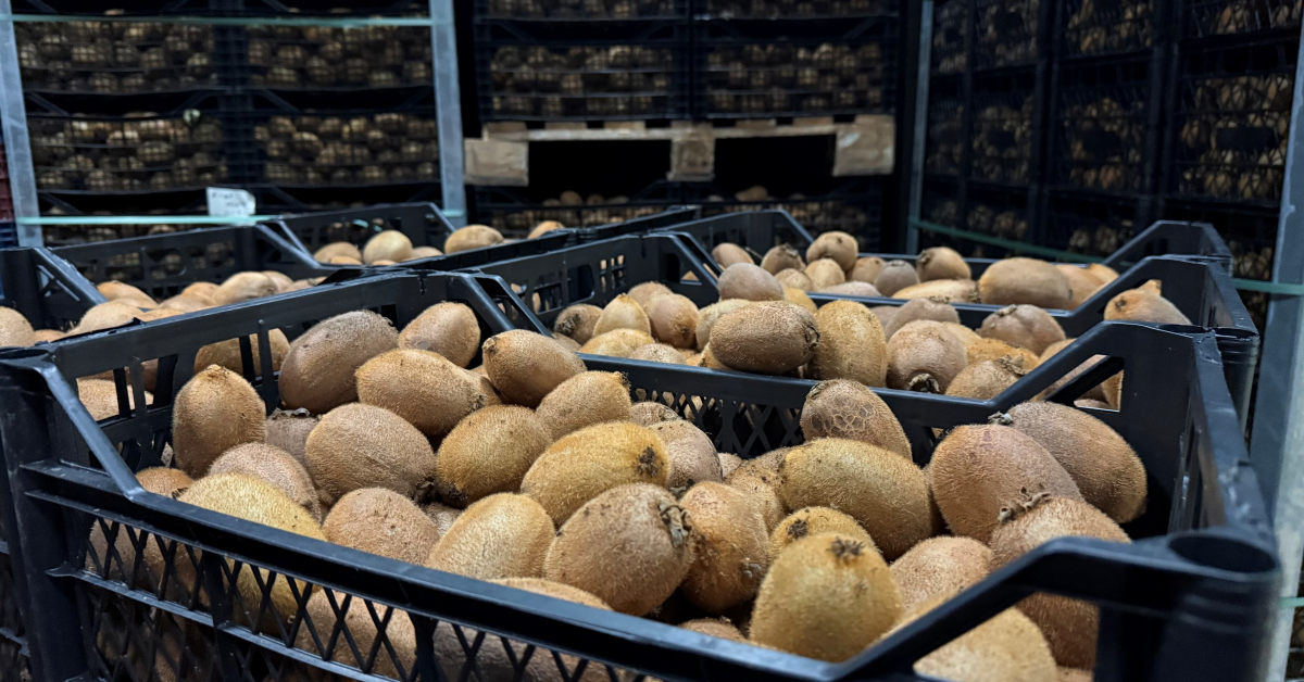 İznik Kivisi Boyutuyla Gündem Oldu (7)