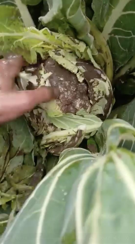 Karnabahar Tarlasını Vurdu! (1)