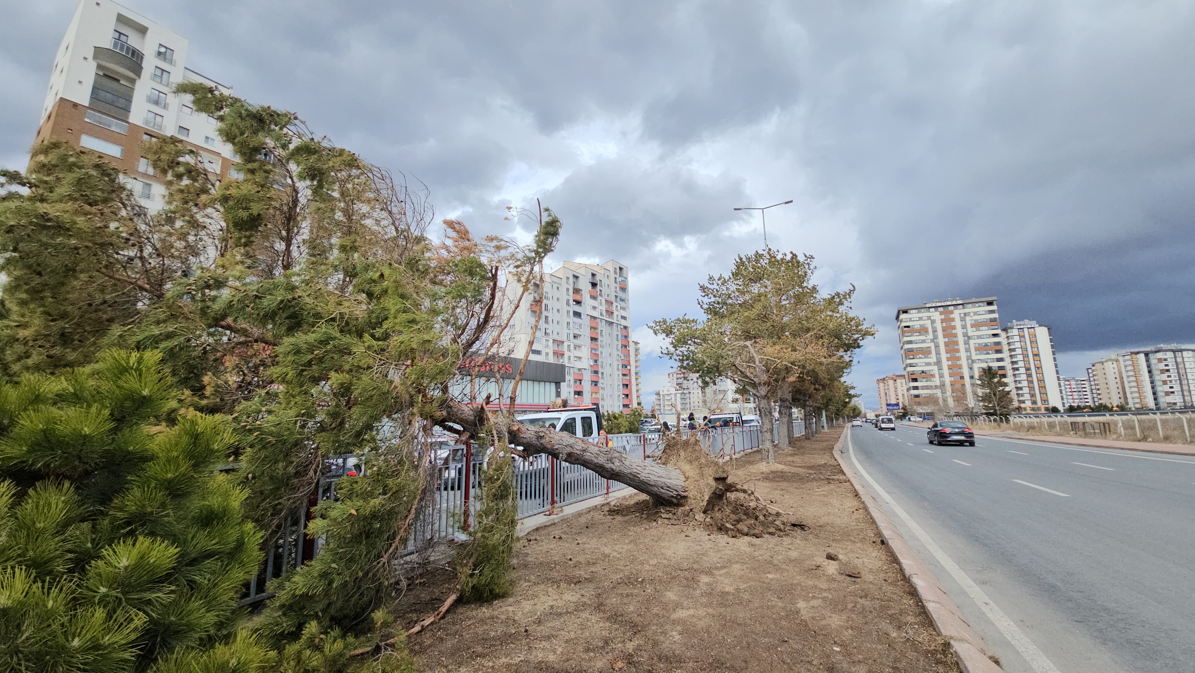 Kayseri'de Şiddetli Rüzgar Ağacı Kökünden Söktü (3)