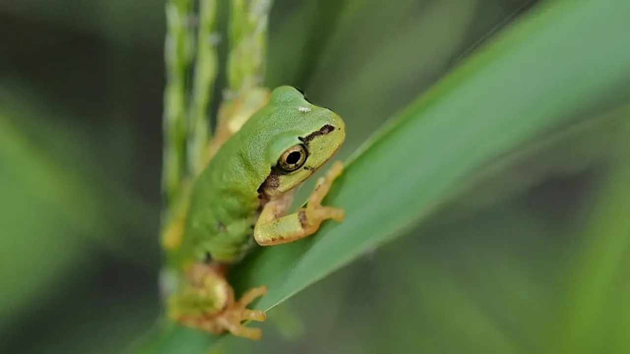 Kurbağa Bakterisi Kansere Çare Oldu! (3)