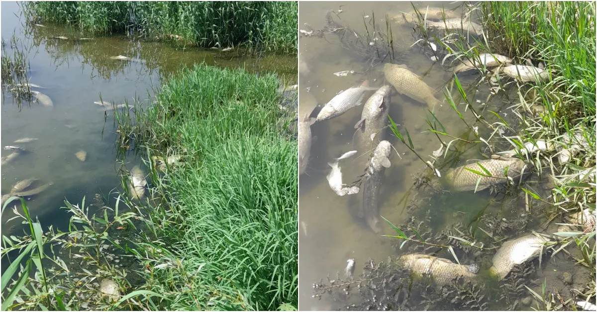 Nilüfer Çayı Alarm Veriyor Kirlilik Marmara’yı Tehdit Ediyor (2)