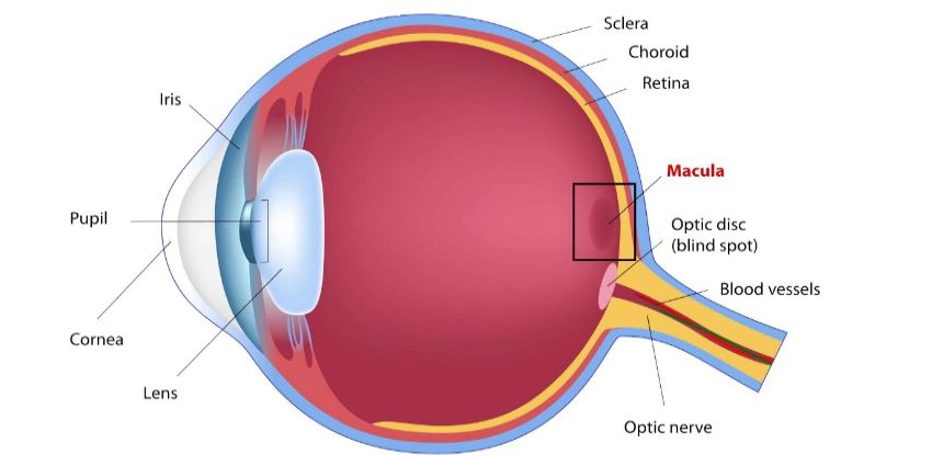 Retina Nedir, Ne İşe Yarar Retina Hastalıkları Hangi Belirtilerle Ortaya Çıkar (1)