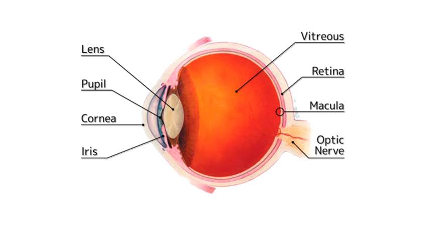 Retina Nedir, Ne İşe Yarar Retina Hastalıkları Hangi Belirtilerle Ortaya Çıkar (4)