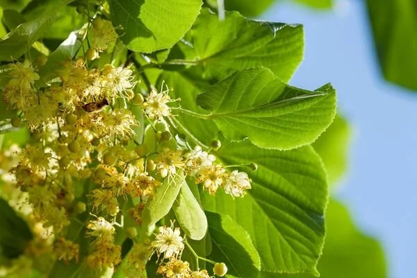 Rüyada Ihlamur Görmek Gençgazete (2)-1