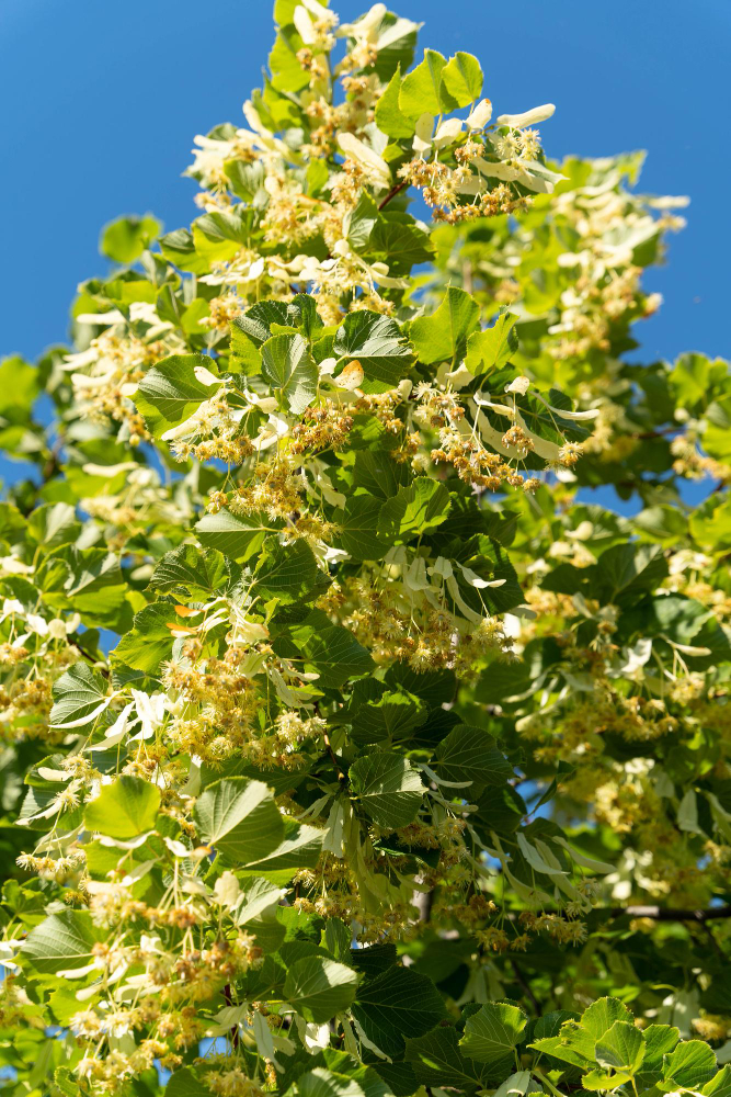 Rüyada Ihlamur Görmek Gençgazete (4)