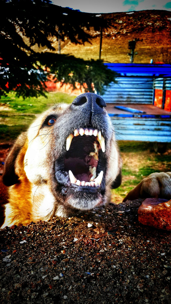 Rüyada Isırmak Ve Rüyada Isırılmak Dini Rüya Tabirleri Gençgazete (14)