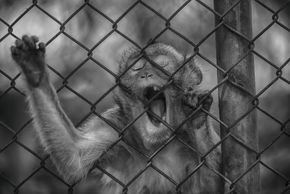 Rüyada Isırmak Ve Rüyada Isırılmak Dini Rüya Tabirleri Gençgazete (4)