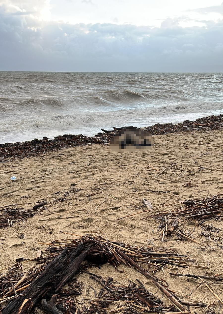Sarımsaklı Sahiline Kadın Cesedi Vurdu (1)