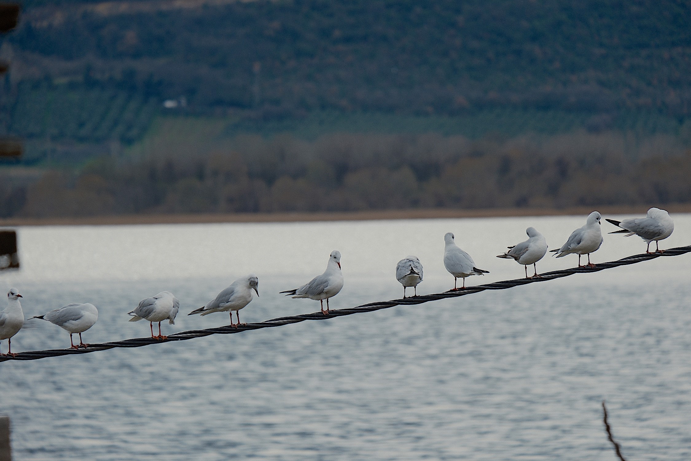 Uluabat Gölü Kuraklıkla Boğuşuyordu... Yağışlarla Yeniden Küçük Venedik Oldu (6)