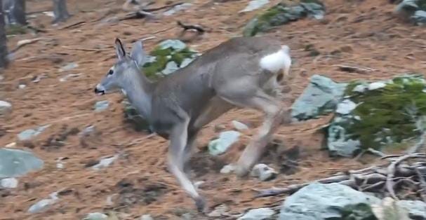 Uludağ'da Fotokapana Yakalanan Karacanın Dikkat Çeken Görüntüleri! (2)