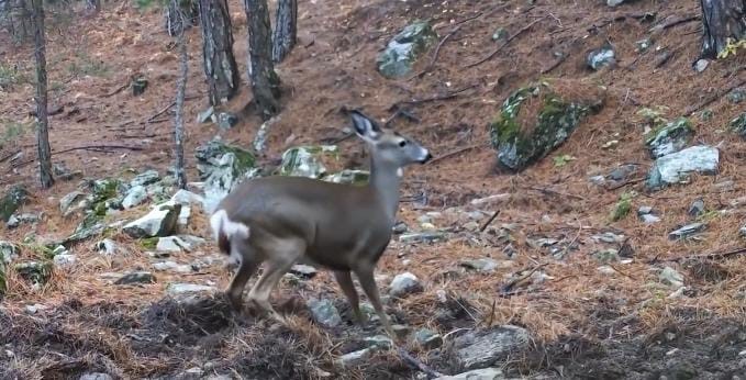 Uludağ'da Fotokapana Yakalanan Karacanın Dikkat Çeken Görüntüleri! (3)