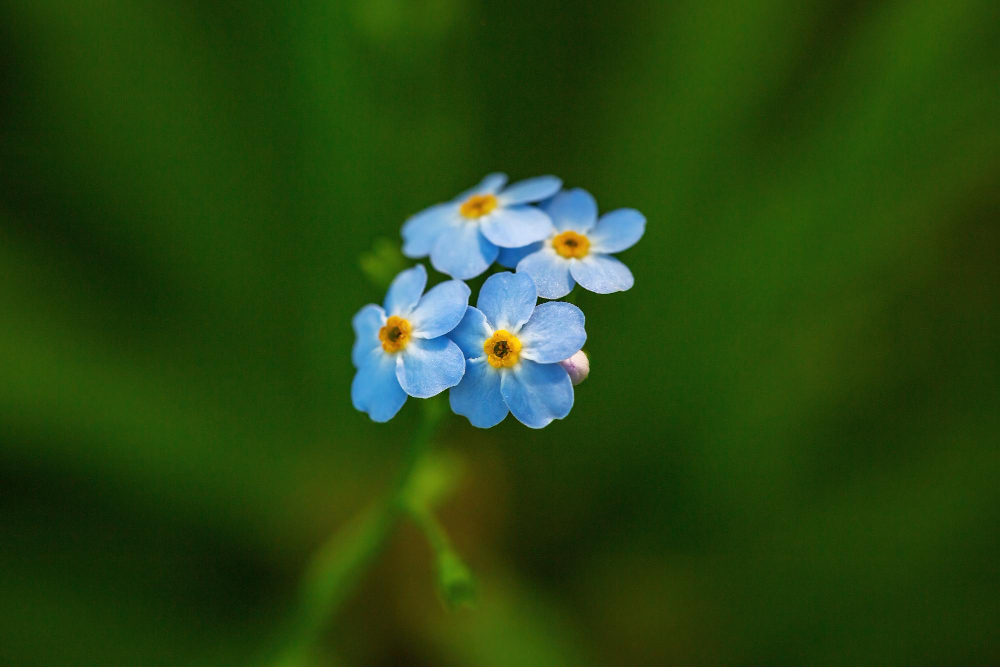 Unutma Beni Günü 24 Şubat Ne Günü Çiçekler Gençgazete (16)