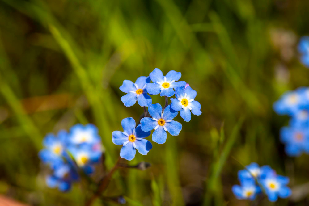 Unutma Beni Günü 24 Şubat Ne Günü Çiçekler Gençgazete (4)