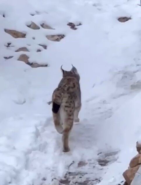 Yerleşim Alanında Vaşak Görüntülendi! (2)