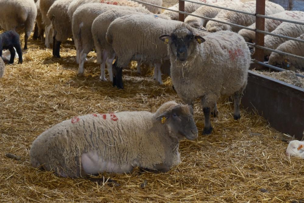 Yılların Merinos Koyunu'na Yeni Rakip Geldi! (1)