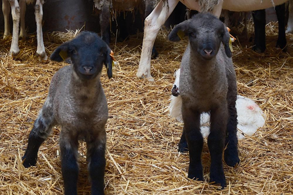 Yılların Merinos Koyunu'na Yeni Rakip Geldi! (5)