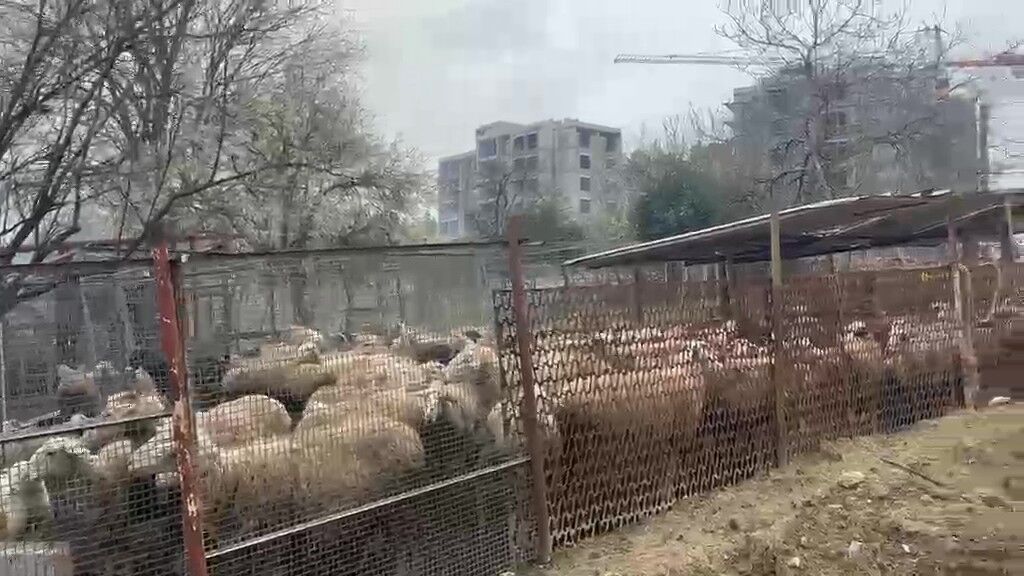 Ahır Alevlere Teslim Oldu! 460 Hayvan Telef Oldu (2)