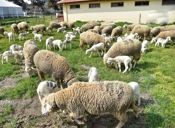 Bahar Geldi Kuzular Anneleri Ile Buluştu (1)-1