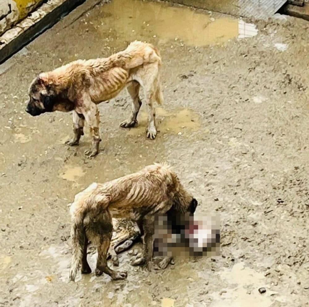 Bilecek'te Barınakta Aç Kalan Köpekler Birbirini Yedi! (1)