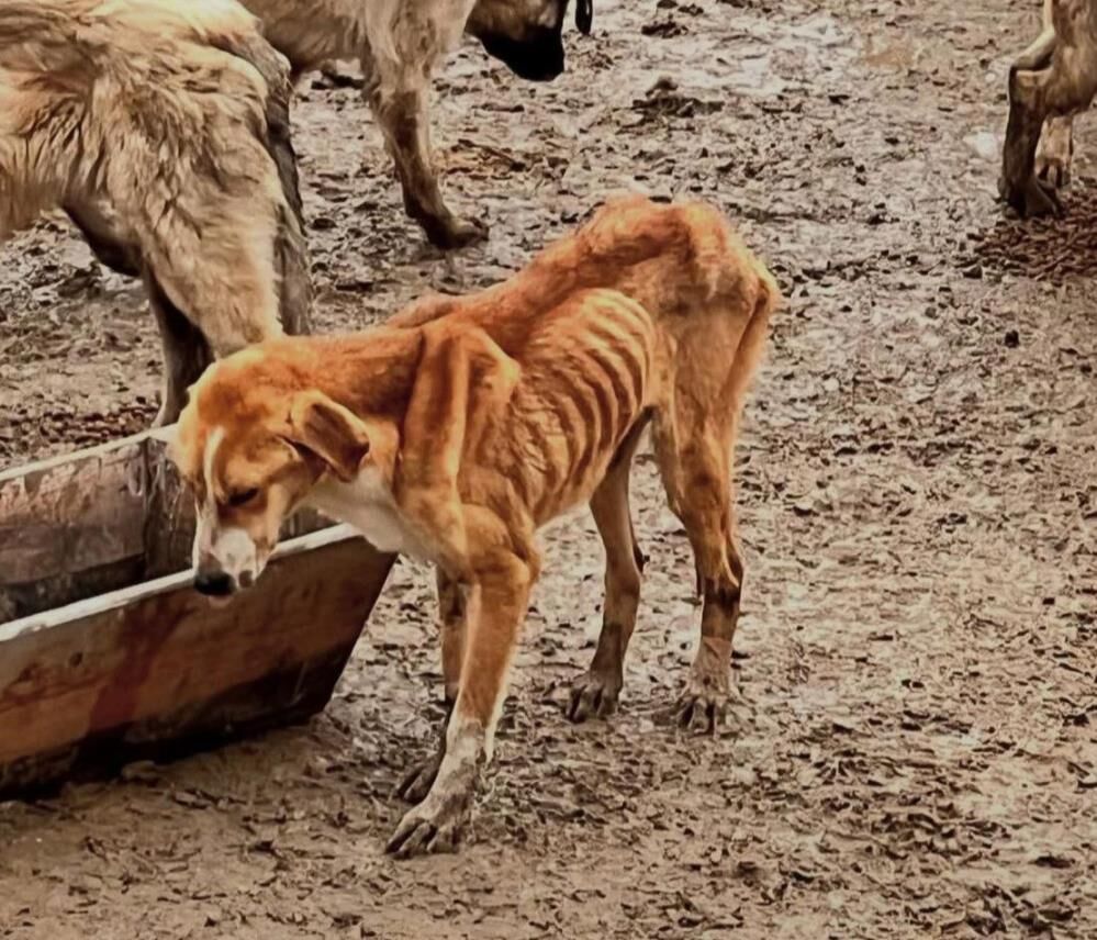 Bilecek'te Barınakta Aç Kalan Köpekler Birbirini Yedi! (2)